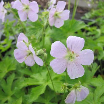 Geranium maculatum Chatto - Dunkelblättriger Storchschnabel