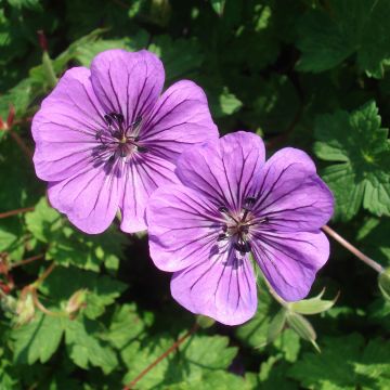 Storchschnabel Pink Penny - Geranium