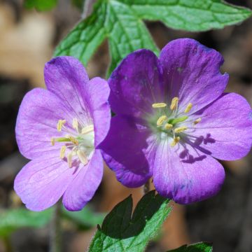 Geranium pratense Spinners - Wiesen-Storchschnabel