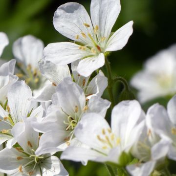 Geranium maculatum var.album - Dunkelblättriger Storchschnabel