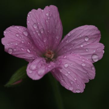 Geranium oxonianum Rosenlicht - Oxford-Storchschnabel