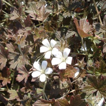 Geranium oxonianum Sanne - Oxford-Storchschnabel