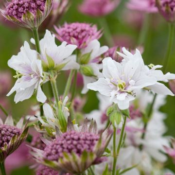 Geranium pratense Algera Double - Wiesen-Storchschnabel