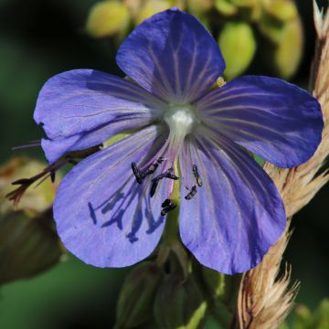 Geranium pratense Cluden Sapphire - Wiesen-Storchschnabel