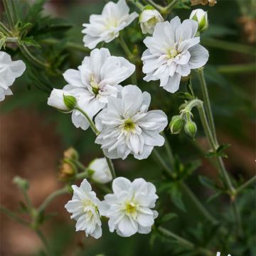 Géranium vivace pratense Double Jewel - Géranium des prés