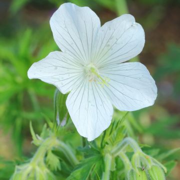 Geranium pratense f. albiflorum Galactic - Wiesen-Storchschnabel