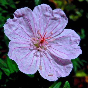 Geranium sanguineum Compactum - Blutstorchschnabel