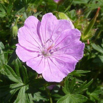 Géranium vivace sanguineum Elsbeth