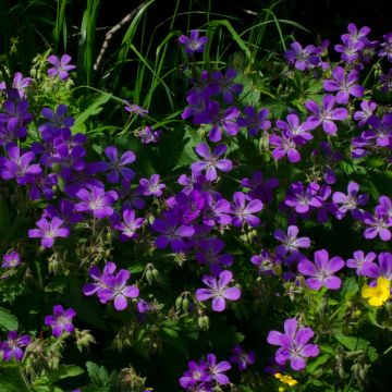 Geranium sylvaticum Bridget Lion - Wald-Storchschnabel