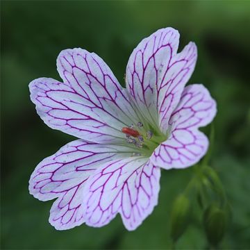 Geranium versicolor - Storchschnabel