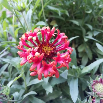 Gaillarde Fanfare Blaze - Gaillarde rouge, orange et jaune