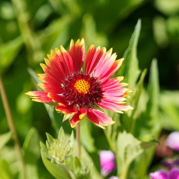 Kokardenblume Kobold - Gaillardia grandiflora