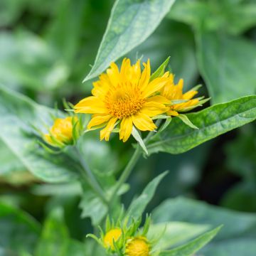 Gaillarde Maxima Aurea (Chloe)