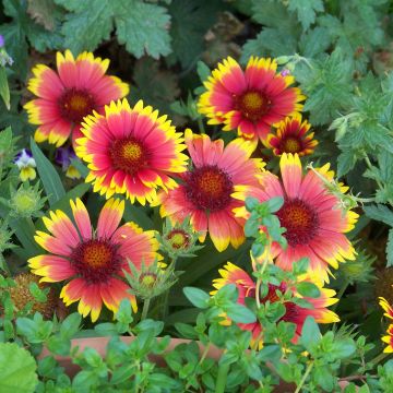 Kokardenblume Lutin - Gaillardia