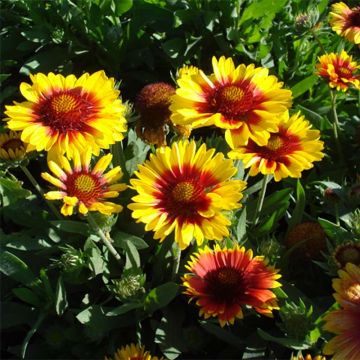 Kokardenblume Mesa Bright Color - Gaillardia aristata