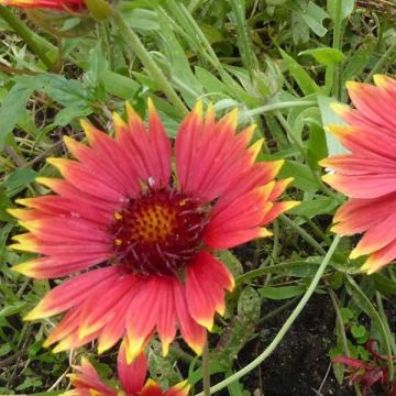 Kokardenblume Tokayer - Gaillardia grandiflora