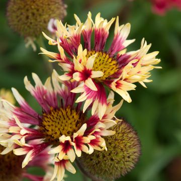 Gaillardia grandiflora Fanfare - Gaillarde rouge et jaune.