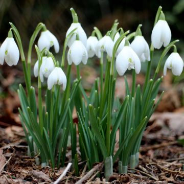 Galanthus nivalis - Schneeglöckchen