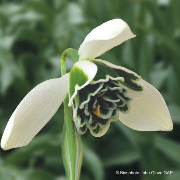 Galanthus nivalis f. pleniflorus Dionysus - Schneeglöckchen