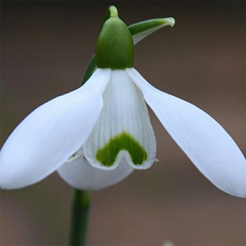 Galanthus nivalis S. Arnott - Schneeglöckchen