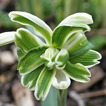 Galanthus nivalis f. pleniflorus Blewbury Tart - Schneeglöckchen