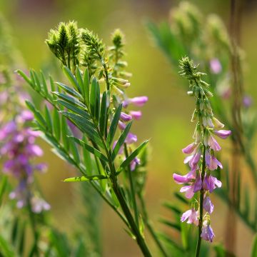 Galega hartlandii Lady Wilson - Weiße Geißraute