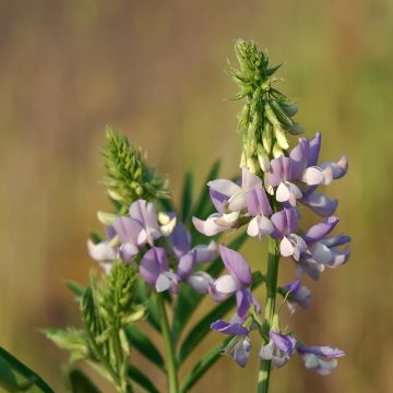 Galega officinalis - Geißraute