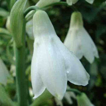 Galtonia candicans - Riesenhyazinthe