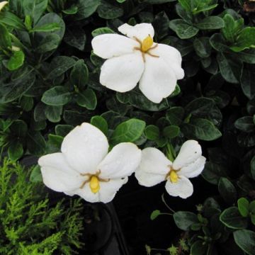 Gardenie Kleim's Hardy - Gardenia jasminoides