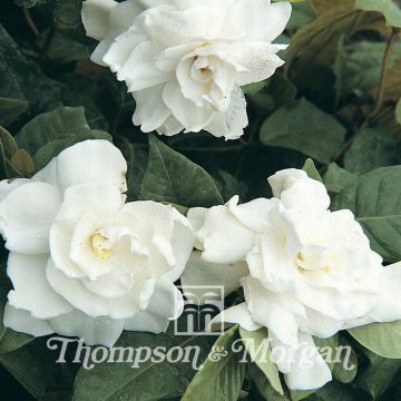 Graines de Gardenia jasminoides - Gardénia