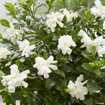 Gardenie Double Diamonds - Gardenia jasminoides