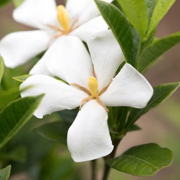 Gardenie Sweet Star - Gardenia jasminoides