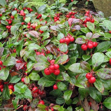 Gaultheria procumbens - Scheinbeere