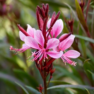 Prachtkerze Crimson Butterfly - Gaura lindheimeri