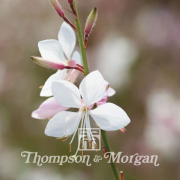 Prachtkerze Sparkle White (Samen) - Gaura lindheimeri