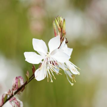 Prachtkerze White - Gaura lindheimeri