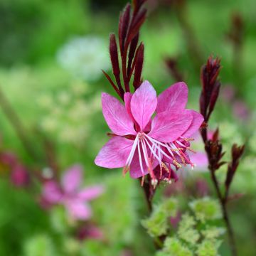 Gaura lindheimeri Blaze - Gaura de Lindheimer