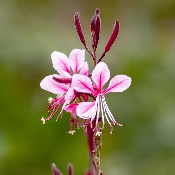 Prachtkerze Cherry Brandy - Gaura lindheimeri