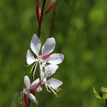 Gaura lindheimeri Elegance - Gaura de Lindheimer rose nacré