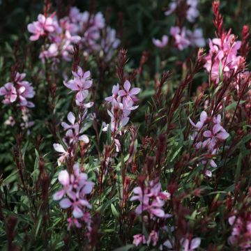 Prachtkerze Passionate Blush - Gaura lindheimeri