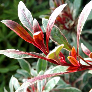 Prachtkerze Passionate Rainbow - Gaura lindheimeri