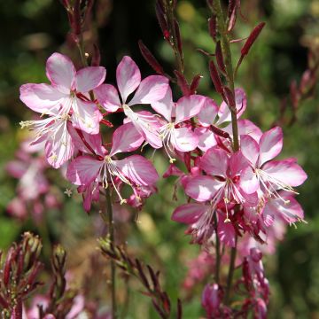 Prachtkerze Rosy Jane - Gaura lindheimeri