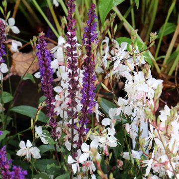 Gaura lindheimeri Whirling Butterflies