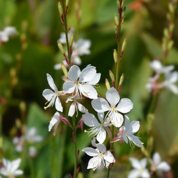 Prachtkerze Snowstorm - Gaura lindheimeri