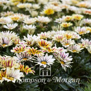 Gazanie Big Kiss White Flame (Samen) - Gazania