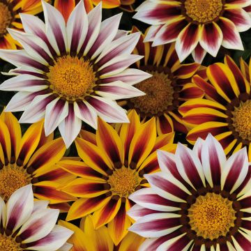 Gazania Big Kiss White Flame