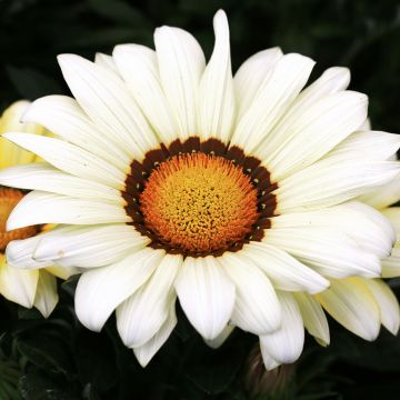 Gazanie New Day White - Gazania