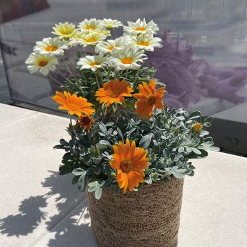 Gazanie Sun Stopper orange - Gazania