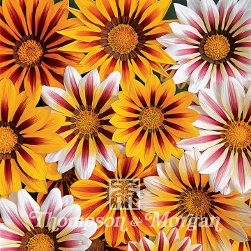 Gazanie Tiger Stripes Mixed (Samen) - Gazania