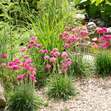 Gazon d'Espagne - Armeria maritima Düsseldorfer Stolz